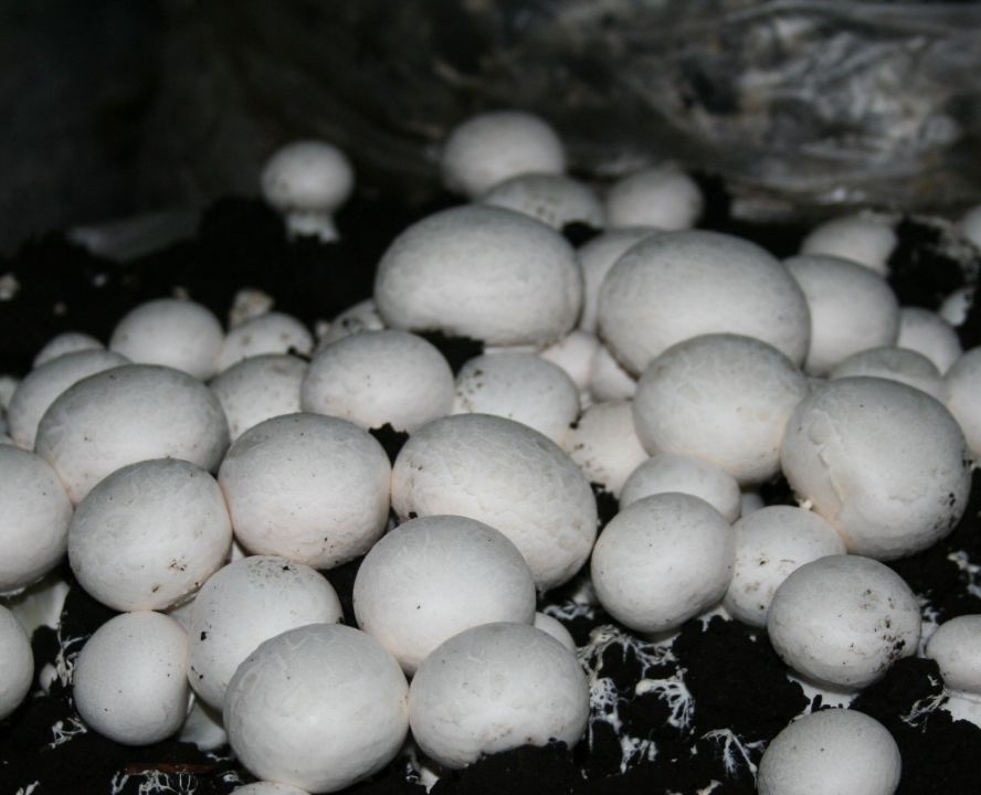 Плотное скопление грибов