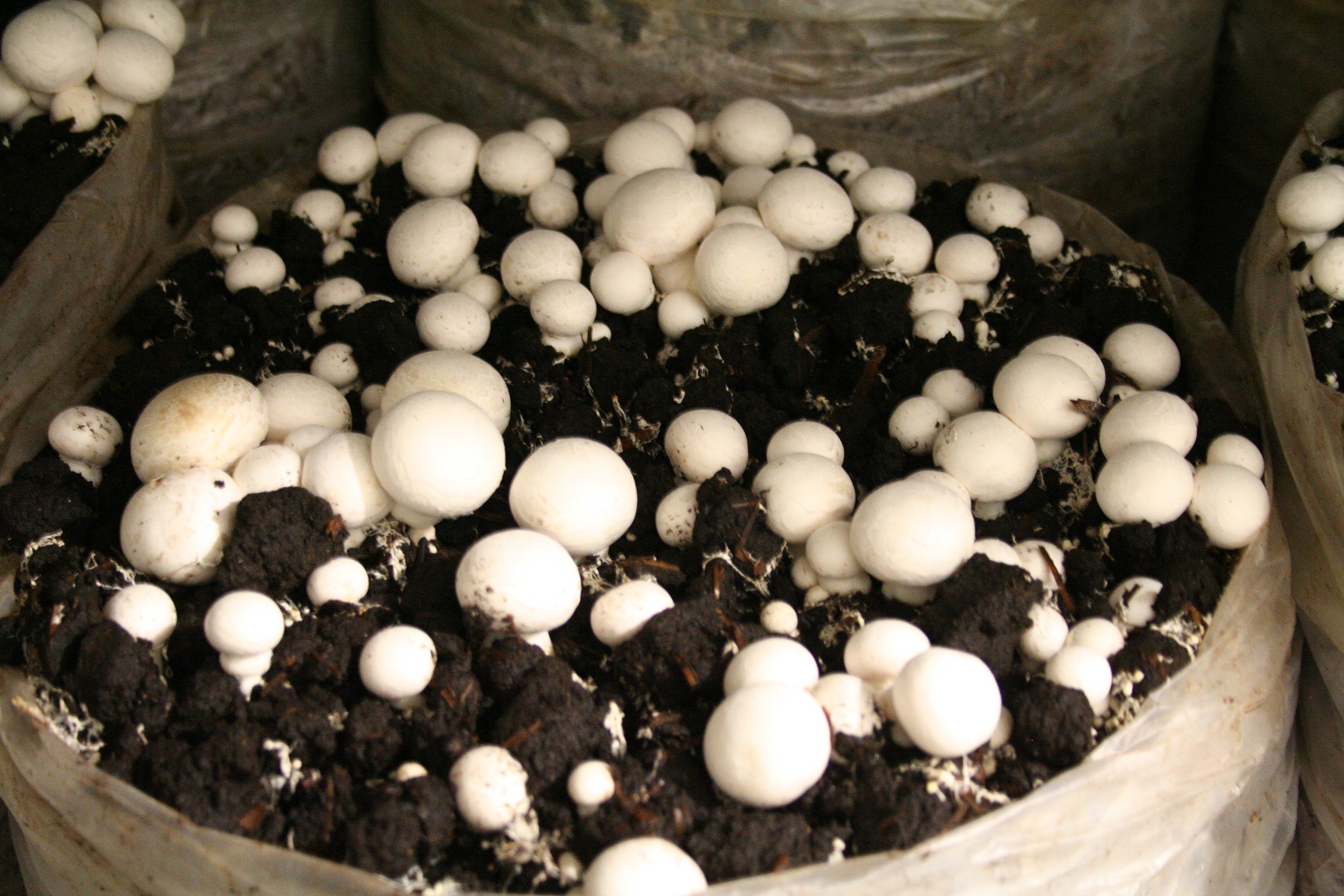 Мелкие грибы (мелочь)