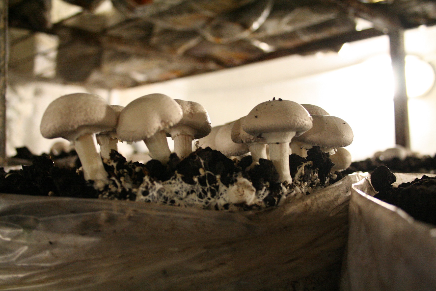 Зрелые грибы